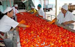Fábrica conservera de Camagüey ya procesa tomate